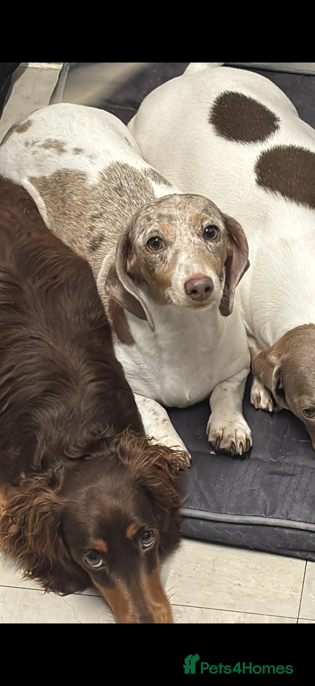 Miniature Dachshund dogs for sale: Stunning true to type miniature dachshunds  - Advert 2