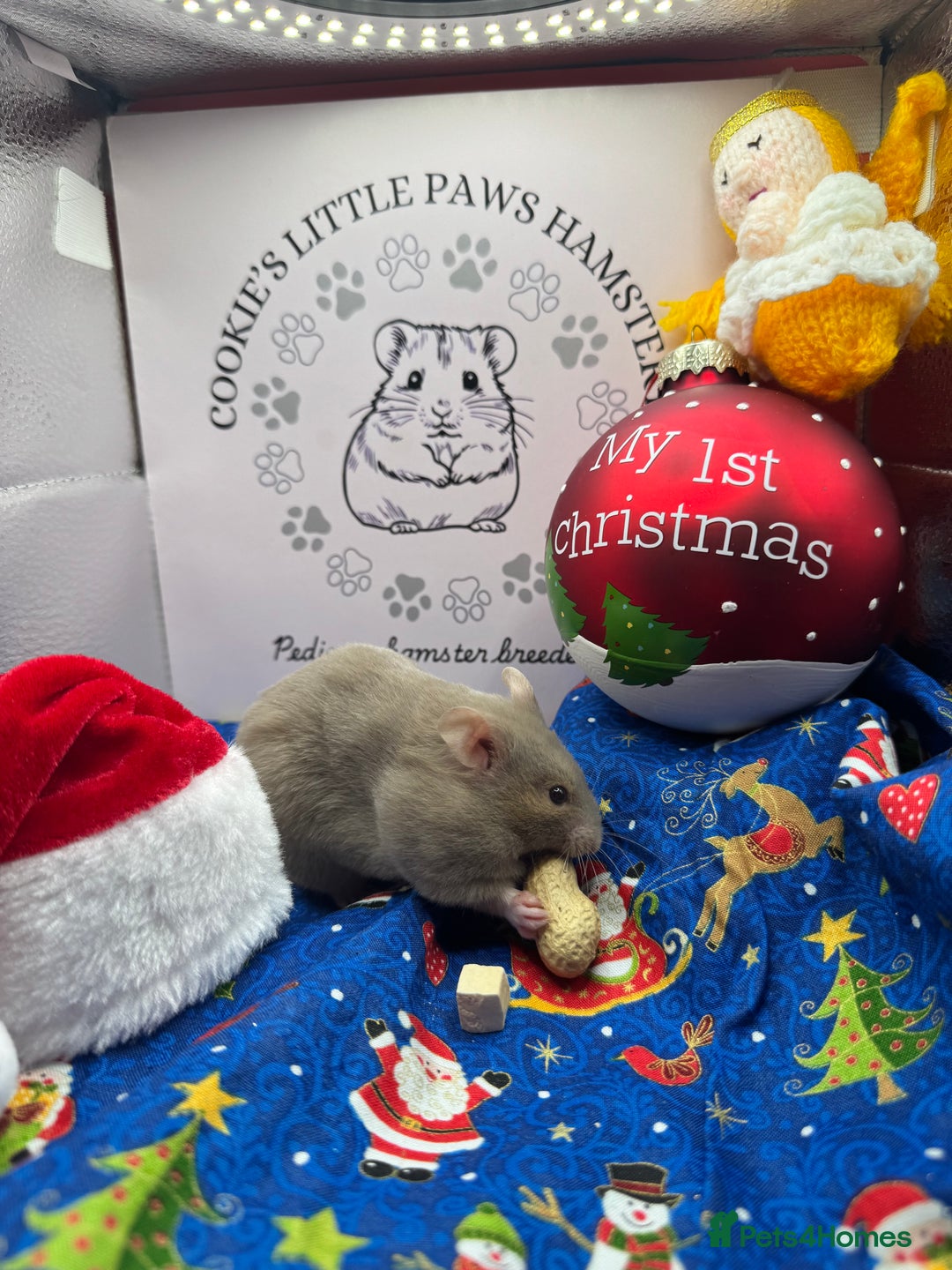 Hamster rodents for sale: Pedigree Syrian hamster  - Advert 6