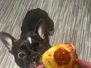 Mixed Breed dogs French bull dog x staffie for rehoming - Advert 6