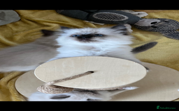 Ragdoll cats for sale: GCCF REGISTERED DNA TESTED PARENTS AND CLEAR  - Image 22