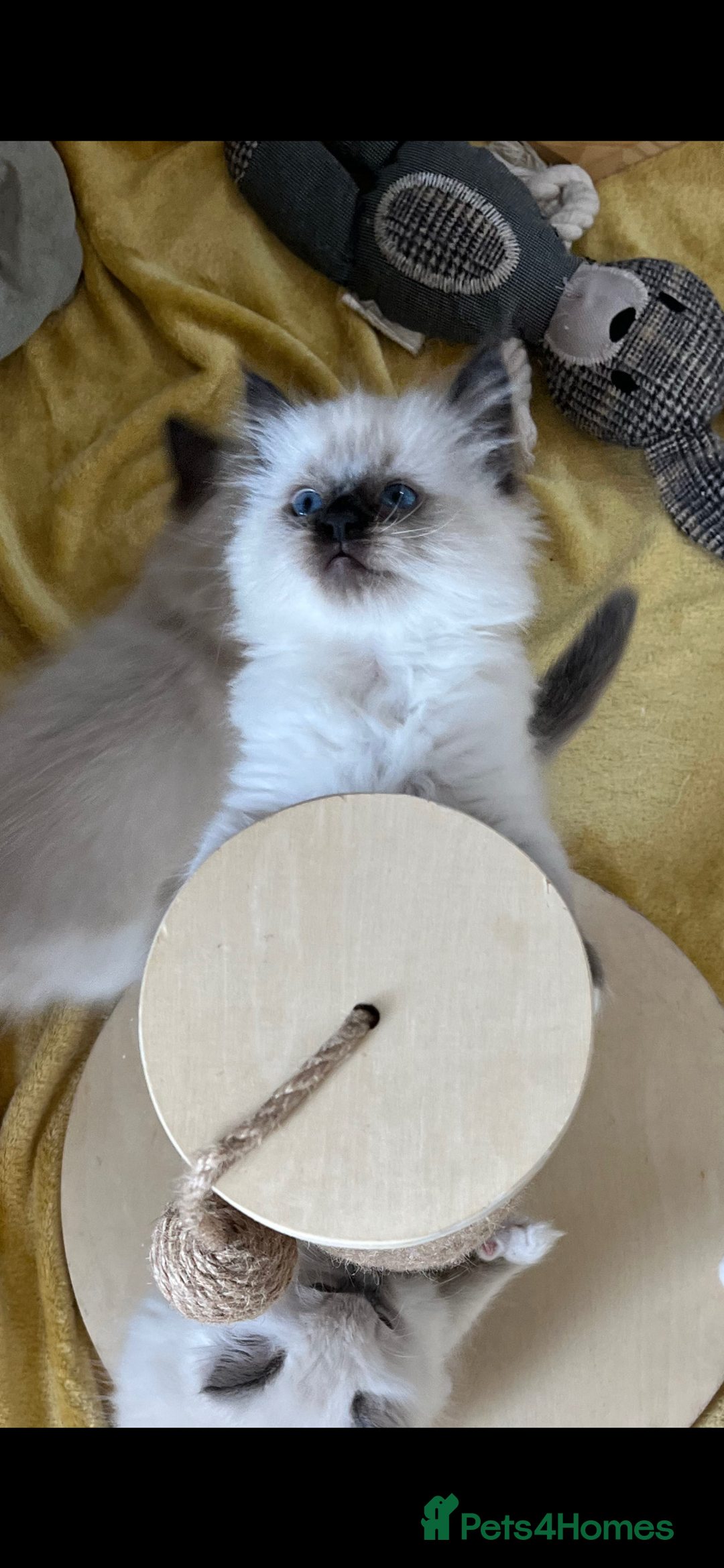 Ragdoll cats for sale: GCCF REGISTERED DNA TESTED PARENTS AND CLEAR  - Image 22