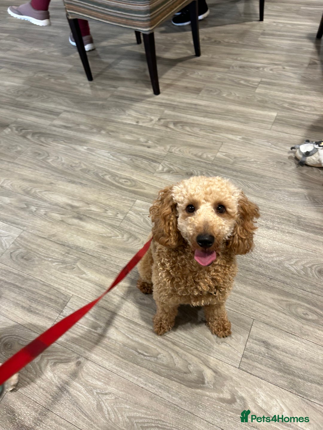 Cavapoo dogs for sale: Cavapoo puppies for sale - Advert 9