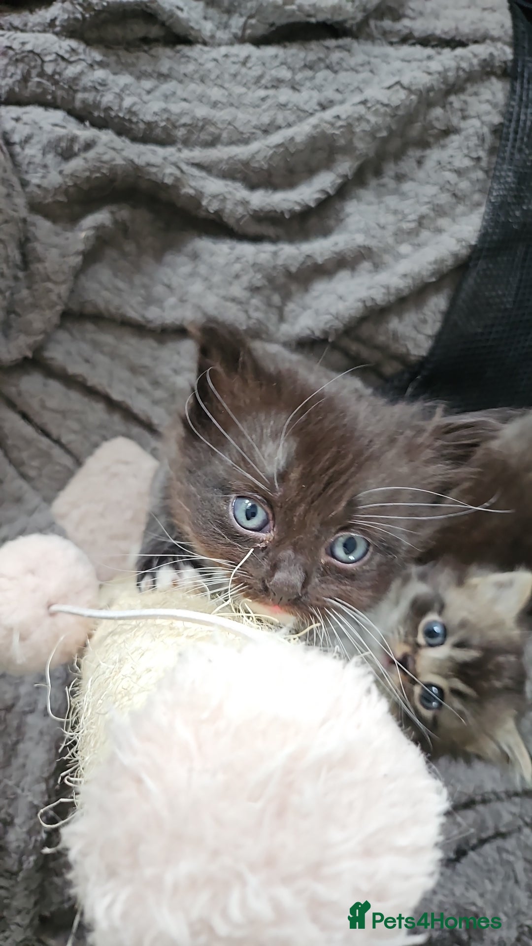 Mixed Breed cats for sale: Ragdoll x scottish fold kittens. Long haired - Image 6