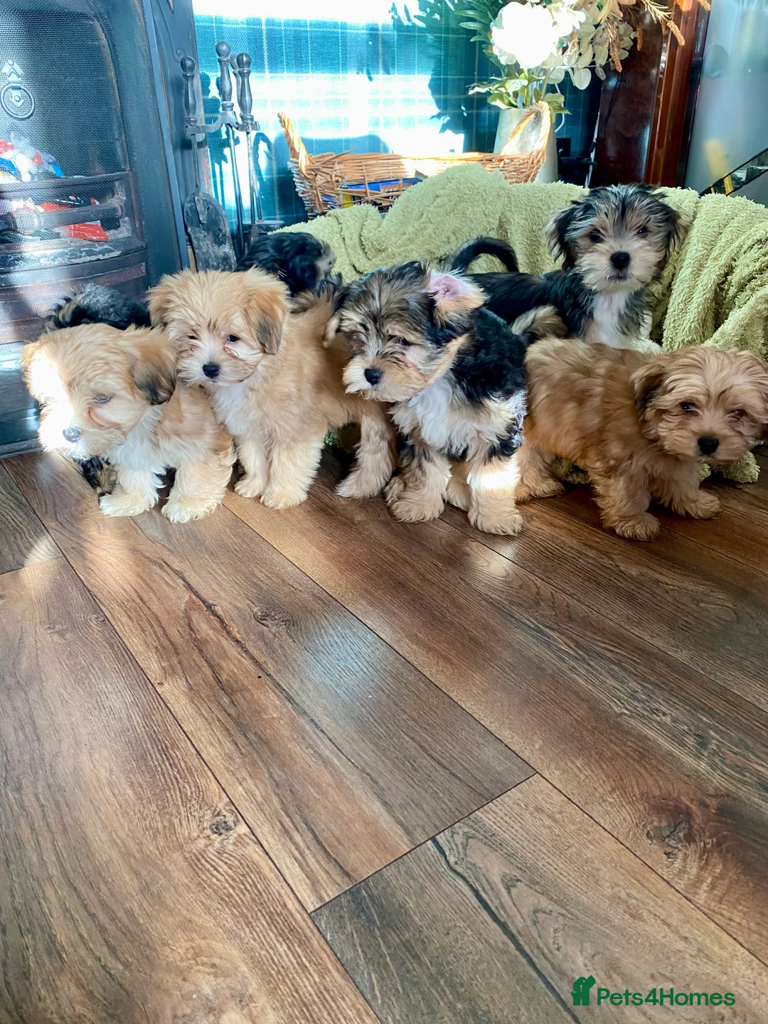 Morkie dogs for sale: Morkie puppies  - Advert 17
