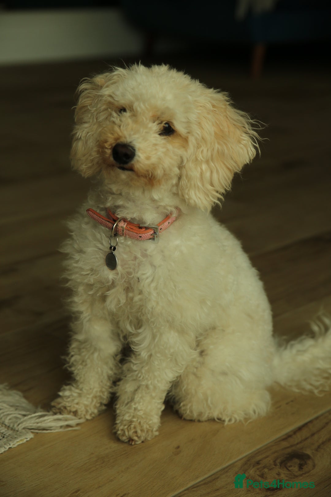 Maltipoo dogs for sale: Maltipoo/Miniature Poodle Puppies - Advert 3