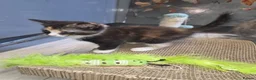 Mixed Breed cats for sale: Kittens - Advert 4