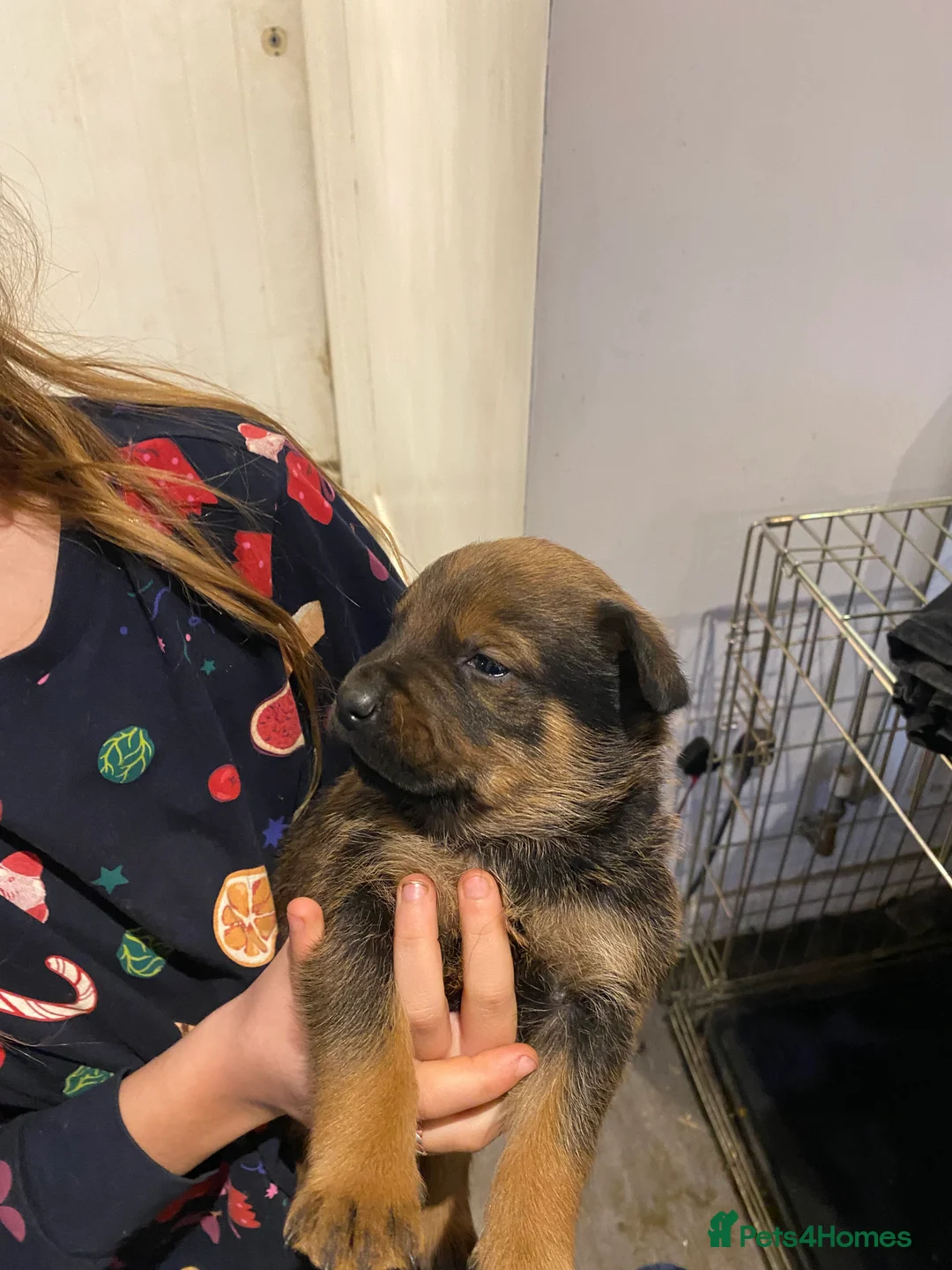 Mixed Breed dogs for sale: Rottweiler x malinois  - Advert 5