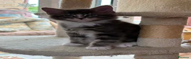 Maine Coon Male 3