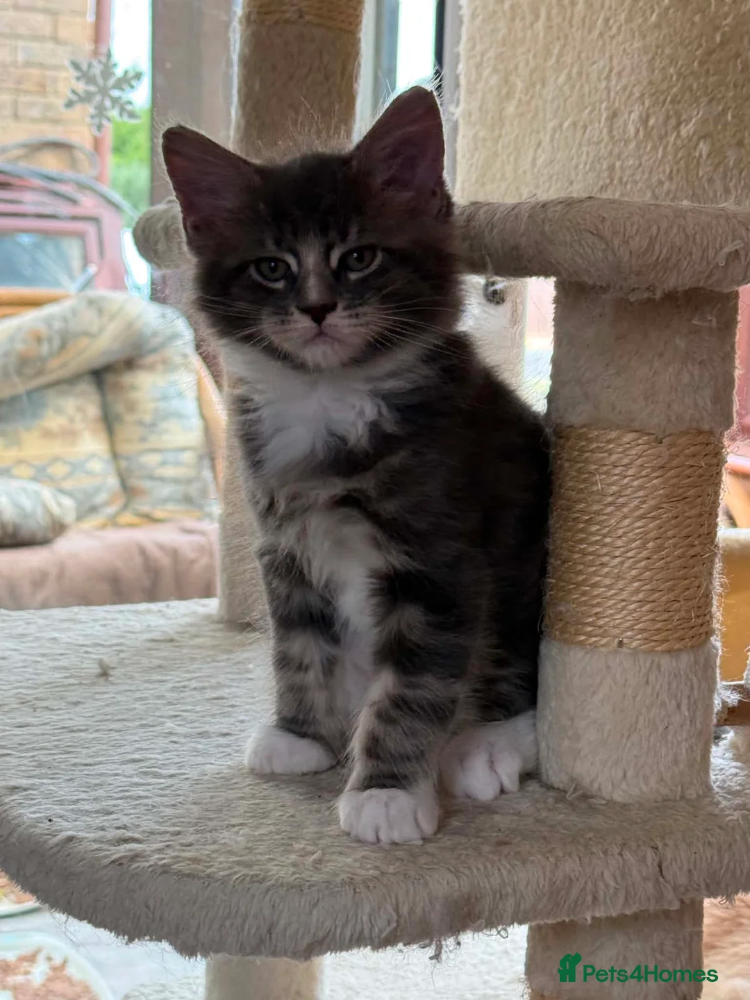 Maine Coon cats for sale: Ready Now Pedigree TICA Maine Coon Kittens - Advert 28