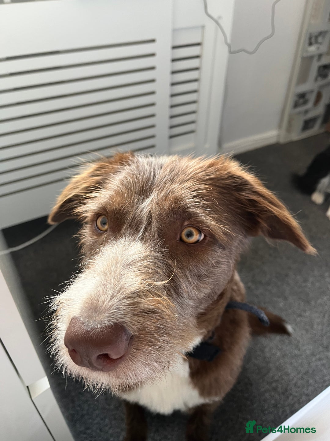 Mixed Breed dogs for sale: Cross collie / bearded collie - Image 5