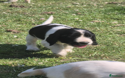 Cocker Spaniel dogs for sale: COCKER SPANIEL PUPPIES READY NOW - Image 15