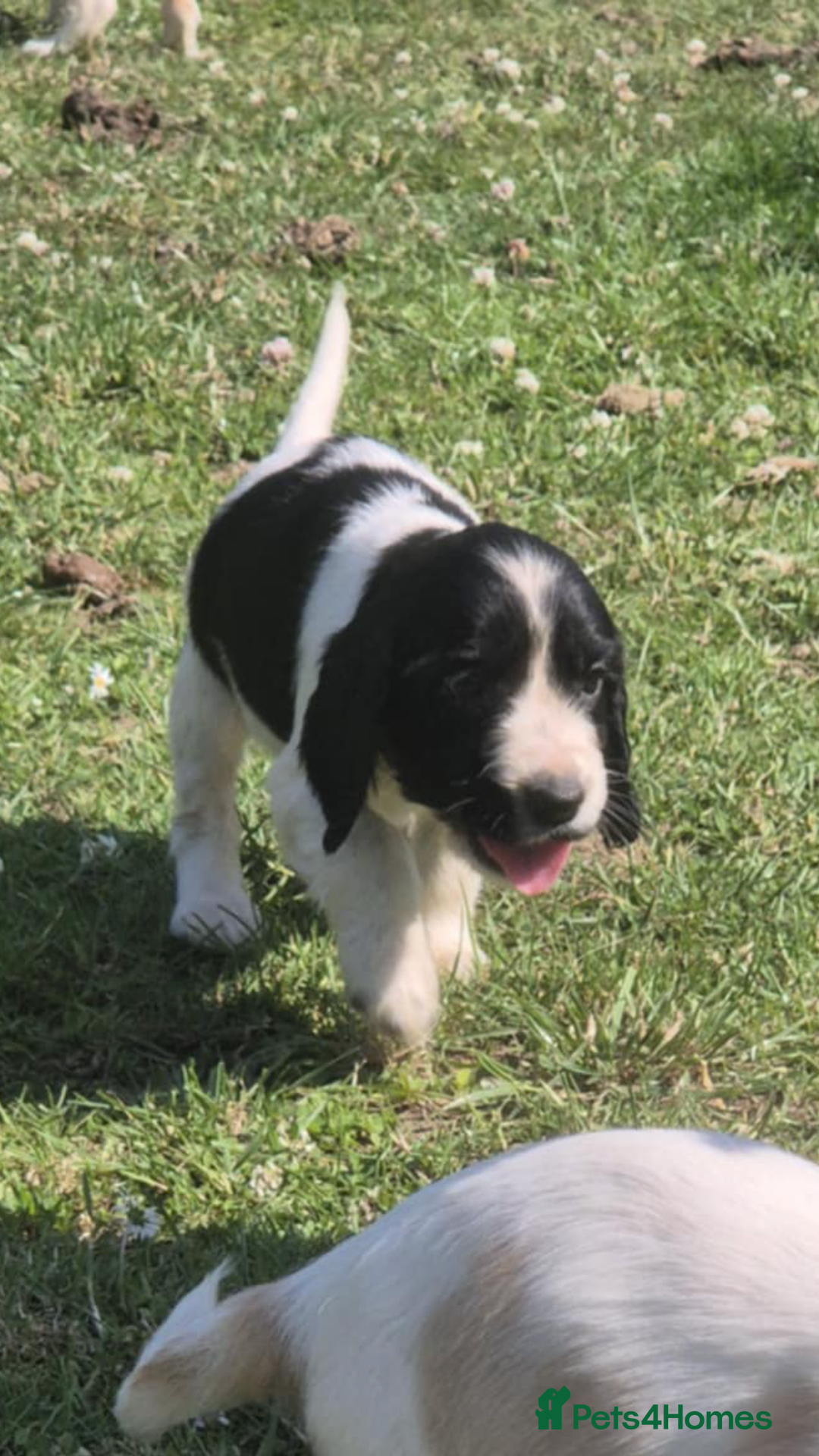 Cocker Spaniel dogs for sale: COCKER SPANIEL PUPPIES READY NOW - Image 15
