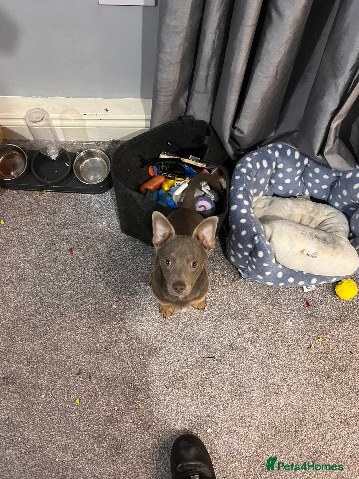 Mixed Breed dogs Dachshund mix puppy for sale - Advert 15