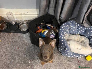 Mixed Breed dogs Dachshund mix puppy for sale - Advert 4