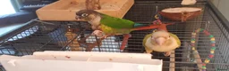 Conures birds for sale: Two lovely green cheek conures - Advert 10