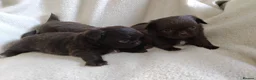 Chihuahua dogs for sale: Beautiful Long Haired Chihuahua Puppies - Advert 4