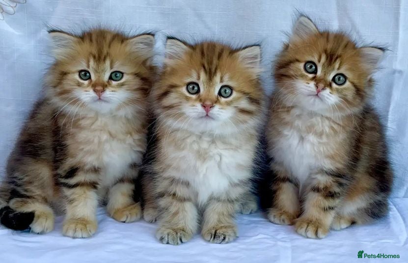 Siberian cats Your Perfect Siberian Forest Kitten Awaits - Advert 2