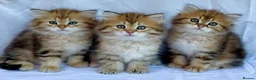 Siberian cats for sale: Your Perfect Siberian Forest Kitten Awaits in Bristol - Advert 6