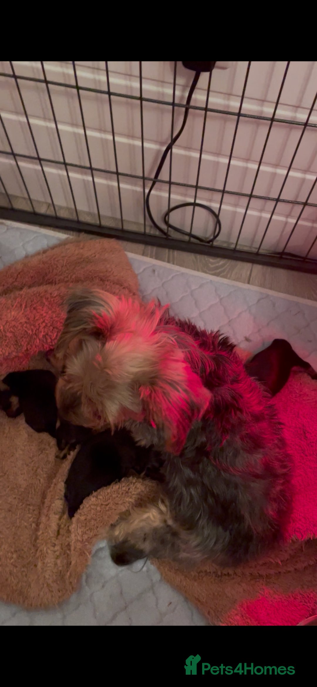 Yorkshire Terrier dogs for sale: MINI KC YORKIE TERRIER PUPS,VACCS, chip ect  - Image 4
