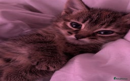 British Shorthair cats for sale: Super adorable kitten for sale  - Image 3