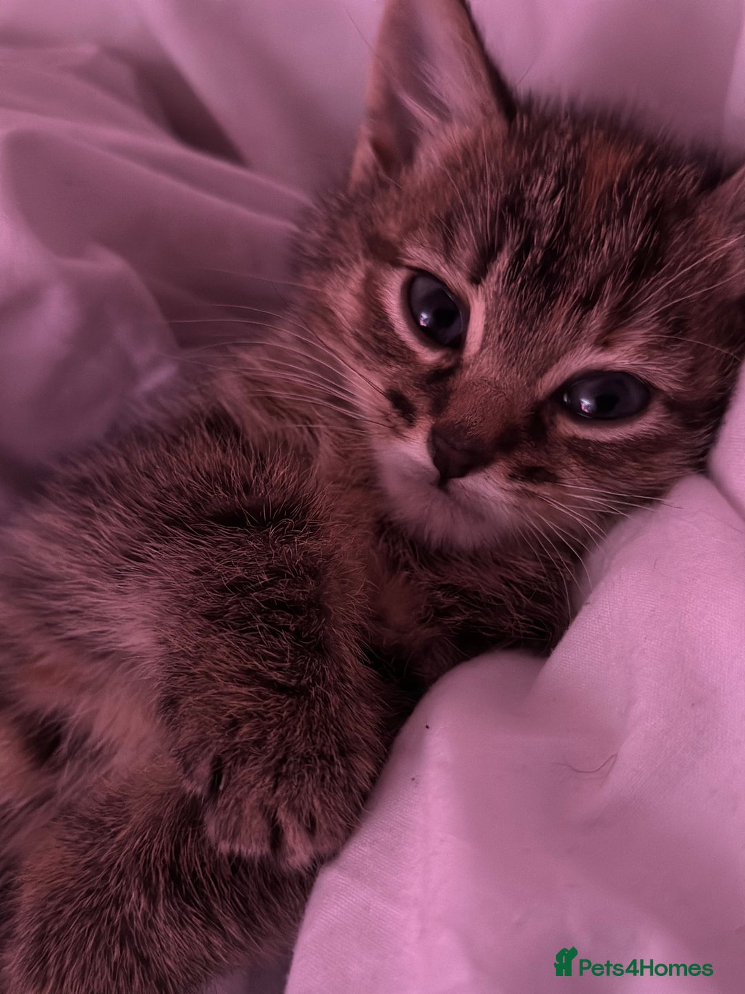 British Shorthair cats for sale: Super adorable kitten for sale  - Image 3