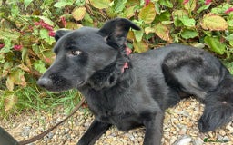 Mixed Breed dogs for adoption: Lady - Norwich Norfolk  - Image 6