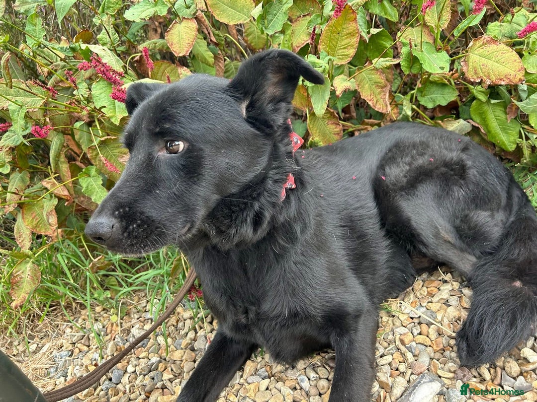 Mixed Breed dogs for adoption: Lady - Norwich Norfolk  - Image 6