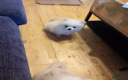 Pomeranian dogs for sale: Bautiful pomeranian puppies - Image 2