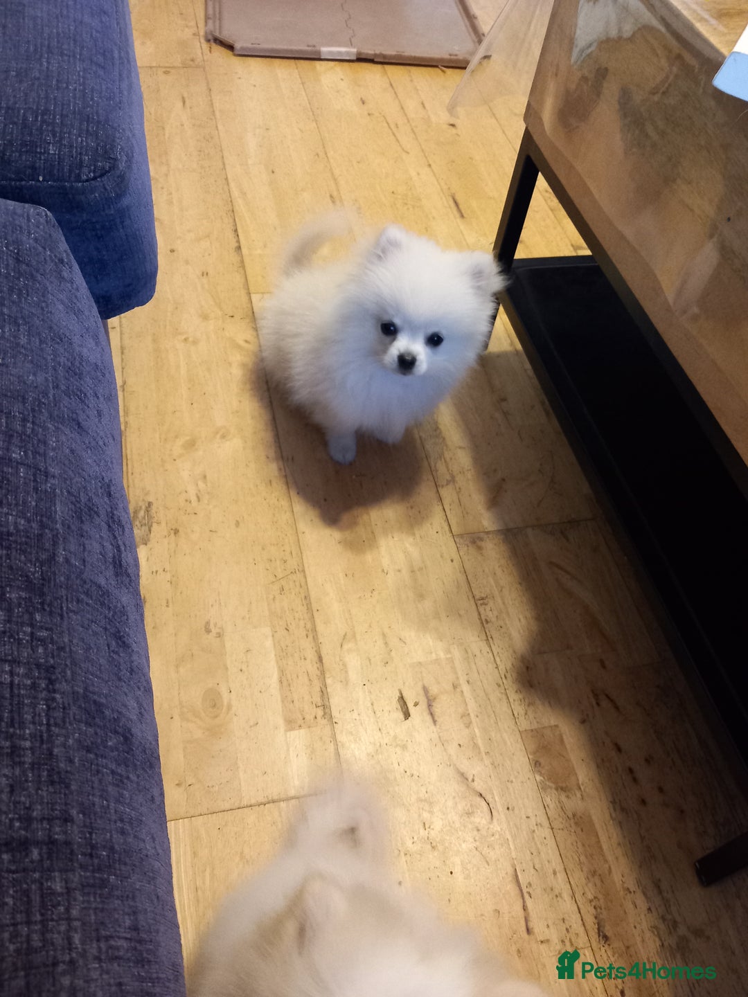 Pomeranian dogs for sale: Bautiful pomeranian puppies - Image 2