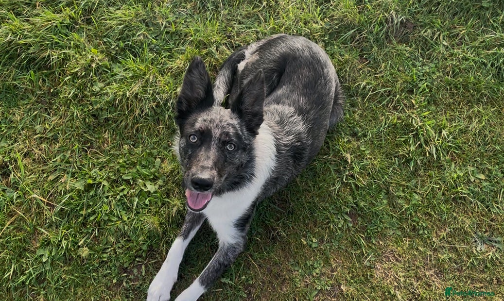 Border Collie dogs Beautiful Blue Merle Border Collie - Advert 6
