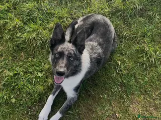 Border Collie dogs Beautiful Blue Merle Border Collie - Advert 6