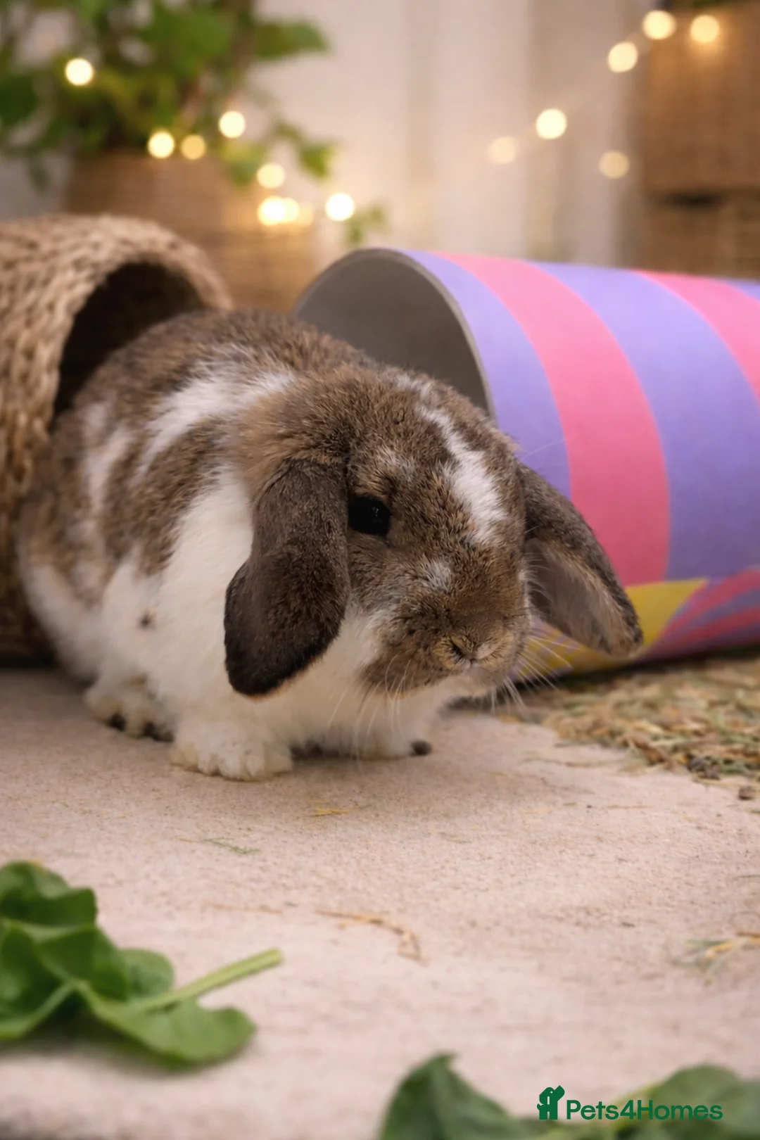 Mini Lop rabbits for sale: Mini Lop Male  - Advert 1