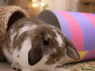 Mini Lop rabbits Mini Lop Male - Advert 1