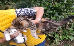 Mixed Breed cats for sale: Farm Bred Kittens  - Image 6