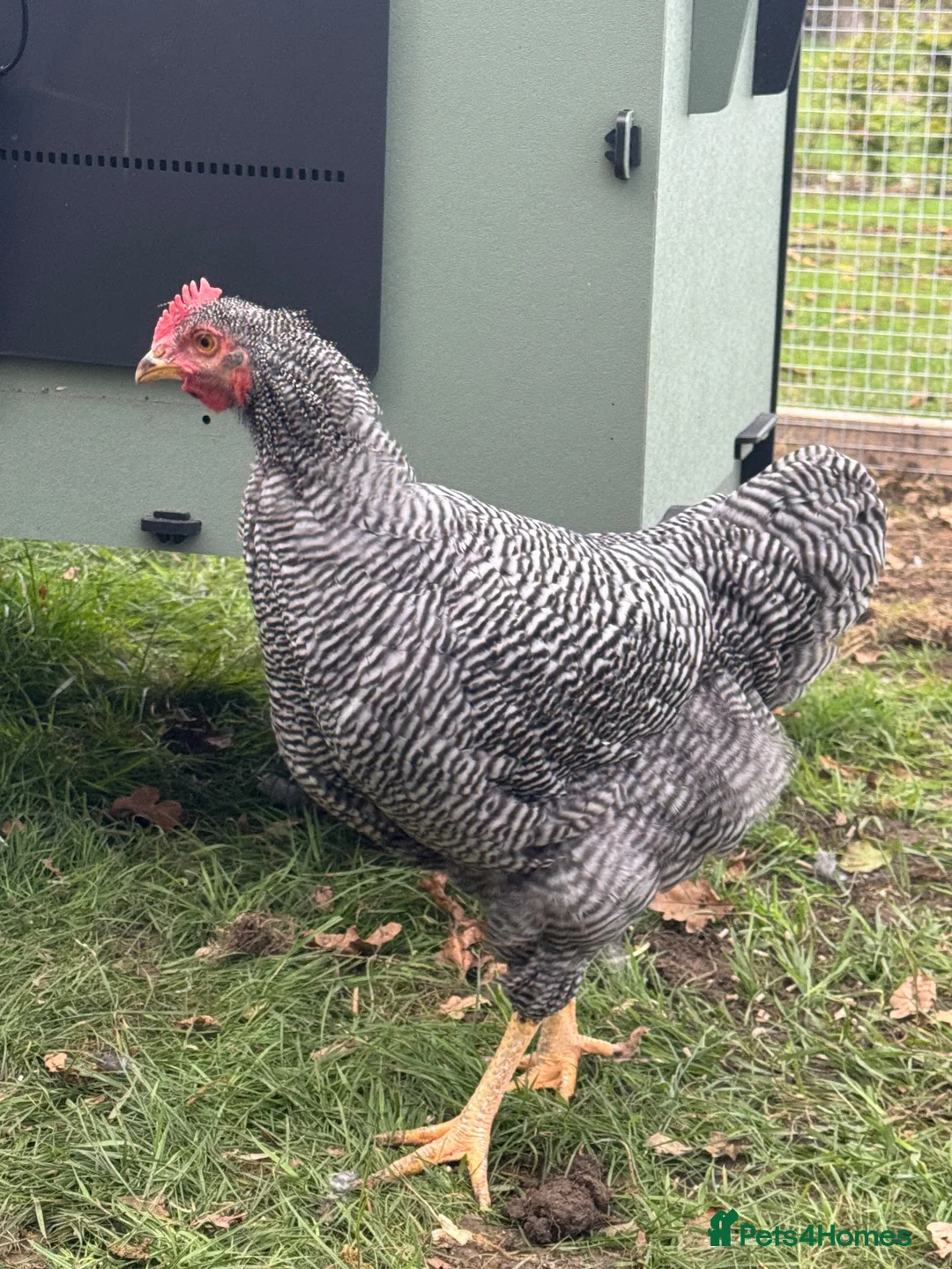 Chickens poultry for sale: Plymouth Rock Cockerel - Advert 2