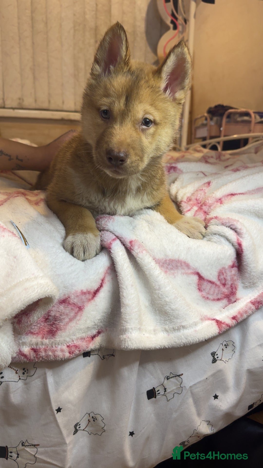 Siberian Husky dogs for sale: Siberian husky  - Advert 19