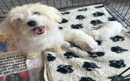 Coton De Tulear dogs for sale: Coton de tulear male pups  - Image 9