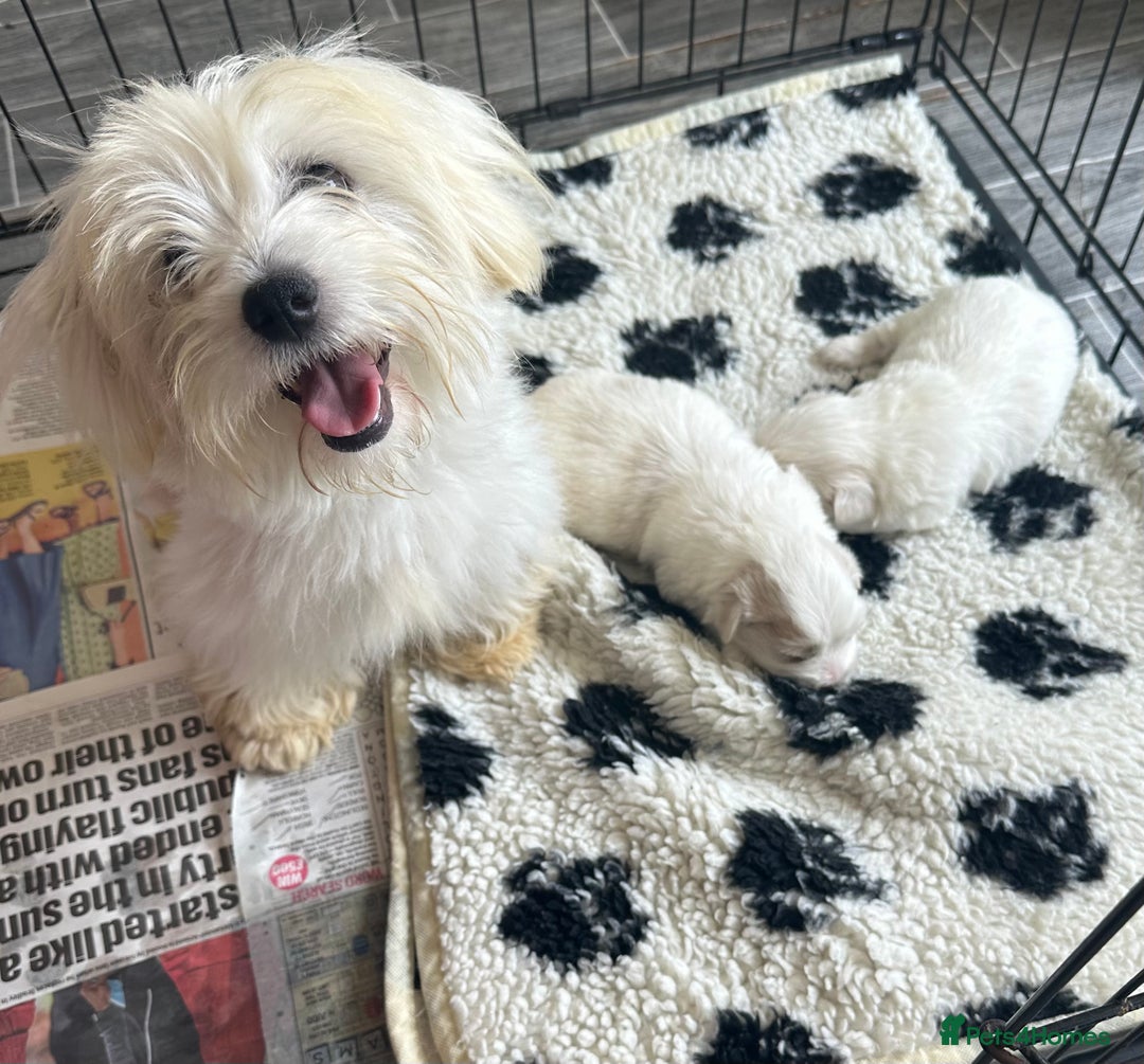 Coton De Tulear dogs for sale: Coton de tulear male pups  - Image 9