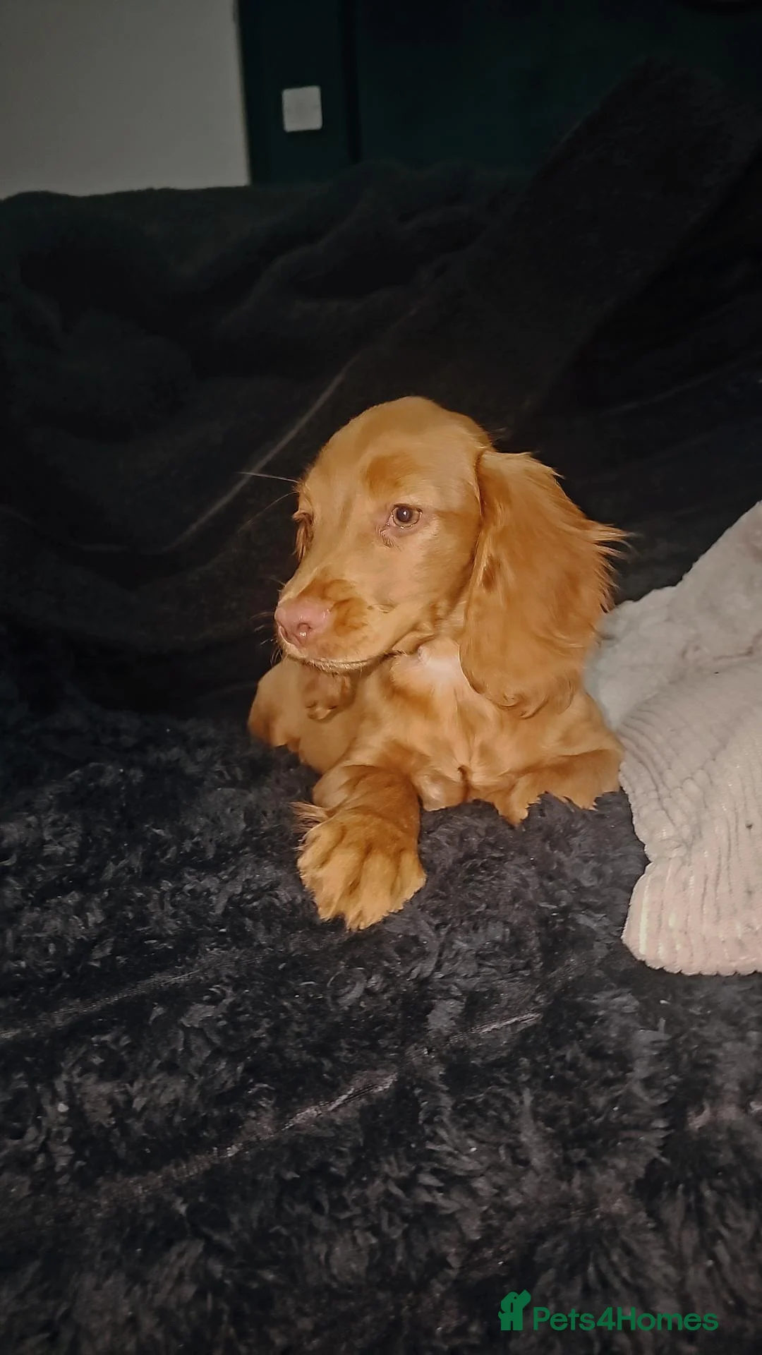 Cocker Spaniel dogs for sale: Beautiful Red English Working Cocker Spaniel - Advert 2