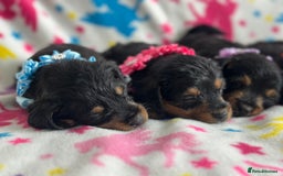Jackapoo dogs for sale: Jackapoos  - Image 4