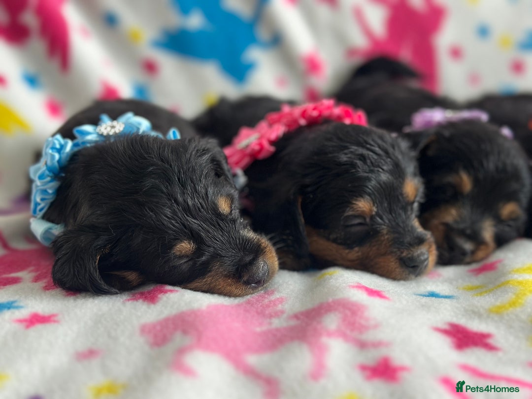 Jackapoo dogs for sale: Jackapoos  - Image 4