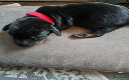 Dachshund dogs for sale: Beautiful Dachshund Puppies - Image 26