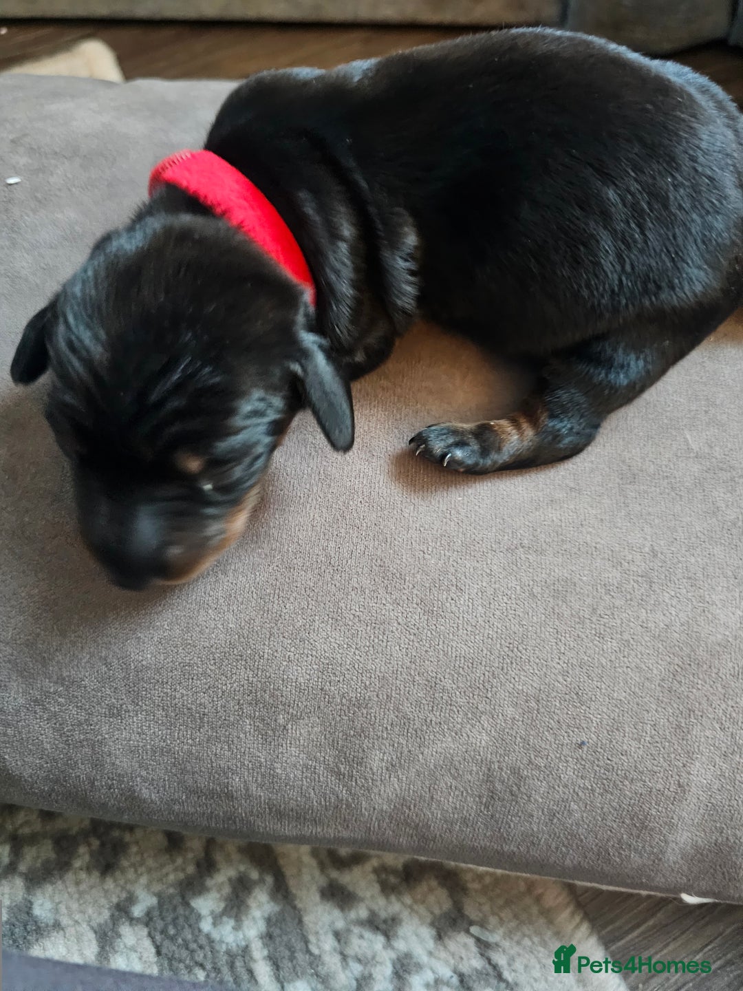 Dachshund dogs for sale: Beautiful Dachshund Puppies - Image 26