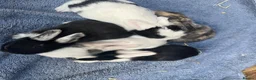 Mini Lop rabbits for sale: Mini Lop Babies - Ready to leave end of July  - Advert 13