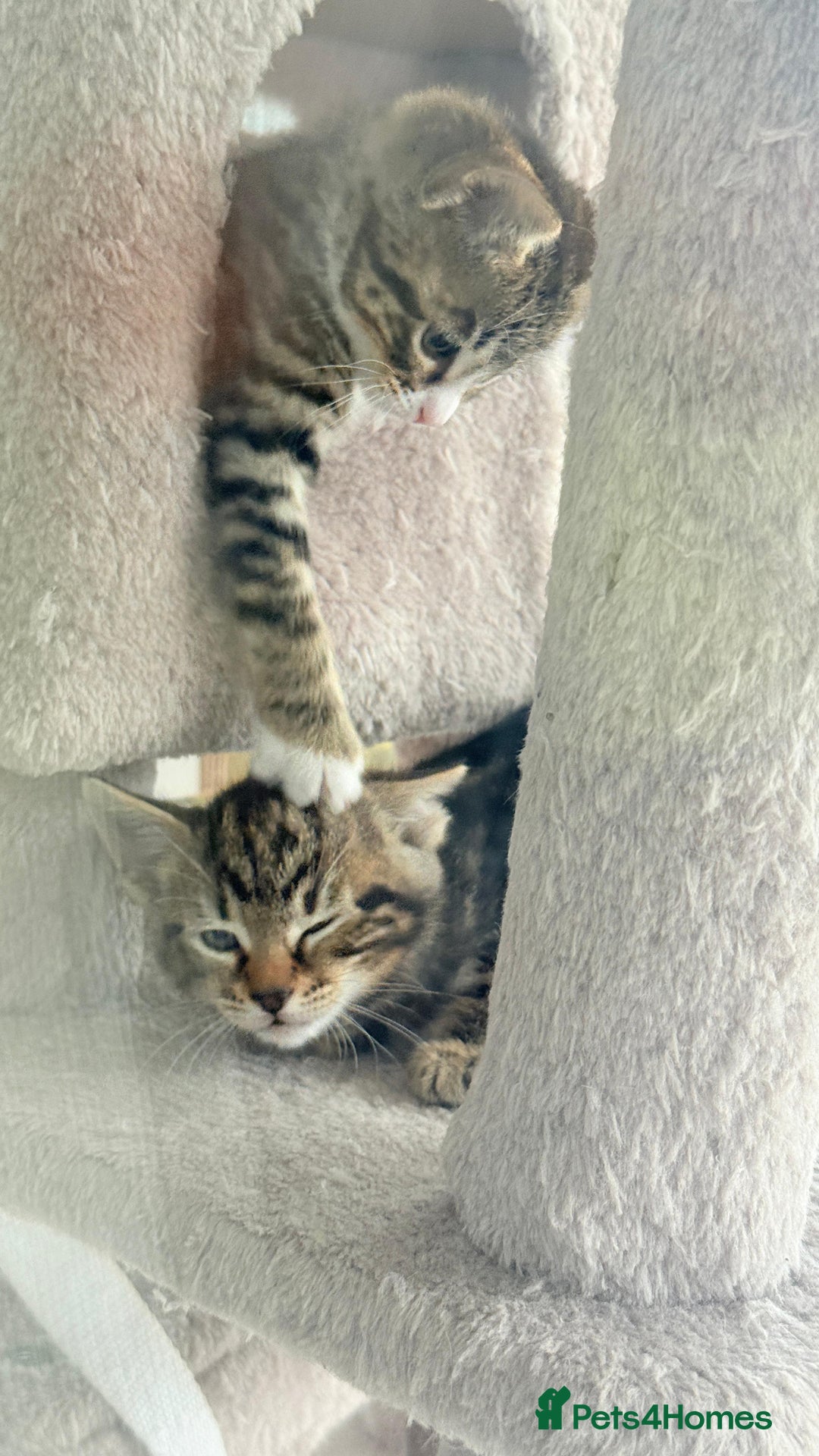 Bengal cats for sale: Half bengal kittens  - Advert 6