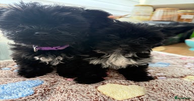 Yorkshire Terrier dogs - Advert 4