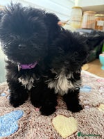 Yorkshire Terrier dogs - Advert 16