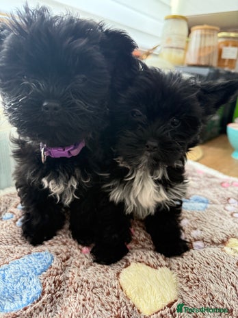 Yorkshire Terrier dogs - Advert 6