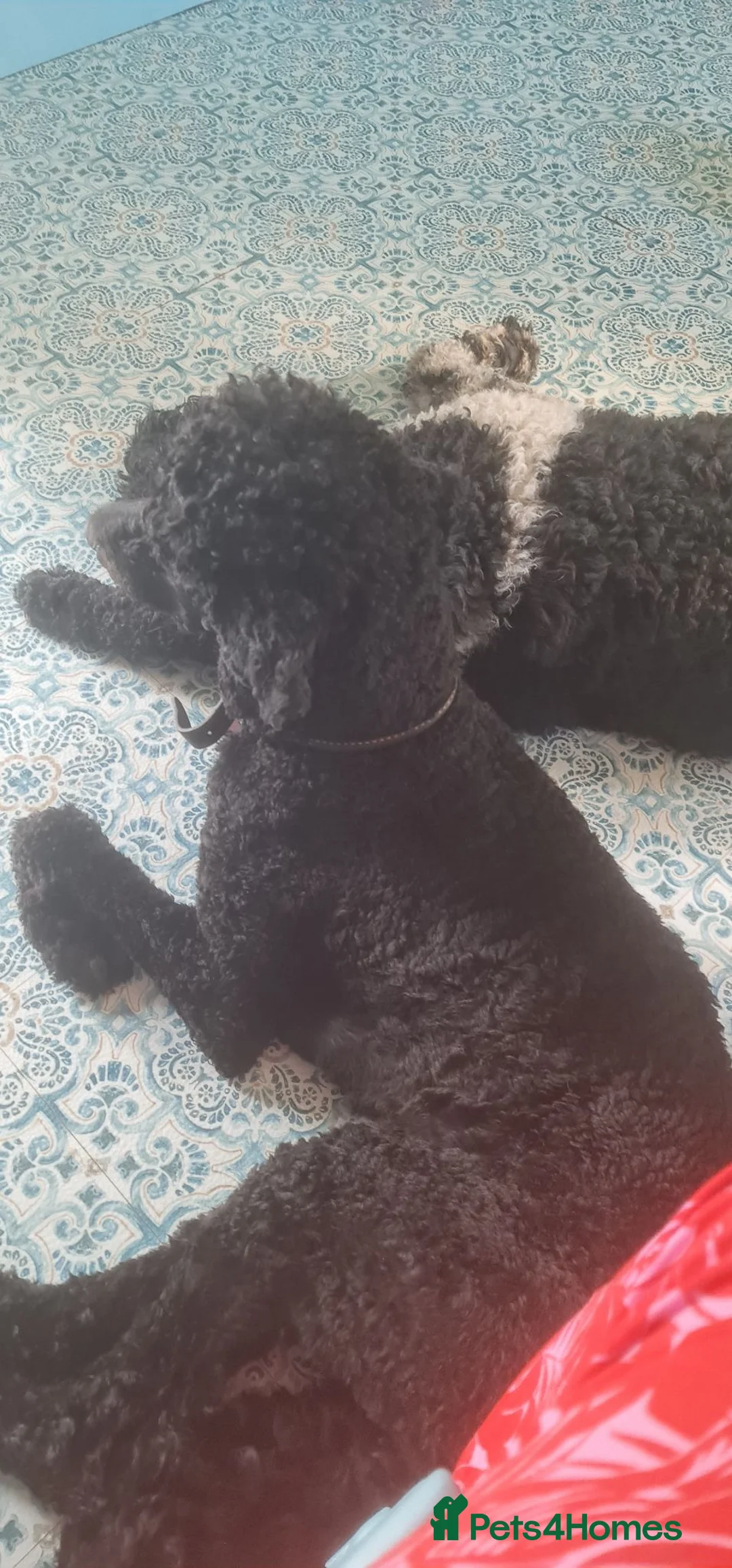 Standard Poodle dogs for sale: Kc Reg Black Standard Poodle - Advert 2
