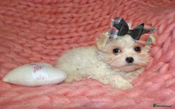 Maltipoo dogs for sale: *Micro Tiny F1 Maltese x Toy Poodle Maltipoo Pup* - Image 7